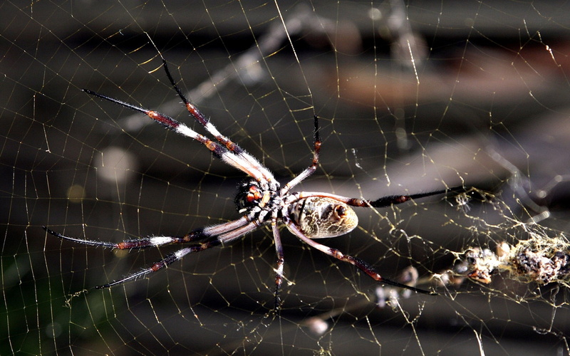 arthropod, phobia, spider, close-up, spooky, animal leg, one animal, insect, web, garden Spider, outdoors, no people, nature, animals in the wild, carnivore