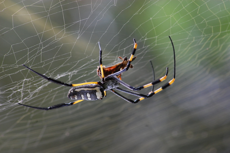 animal, animal wildlife, macro, spider Web, golden, weaver, one animal, animal themes, animal Leg, animals Hunting, animals in the wild, close-up, danger