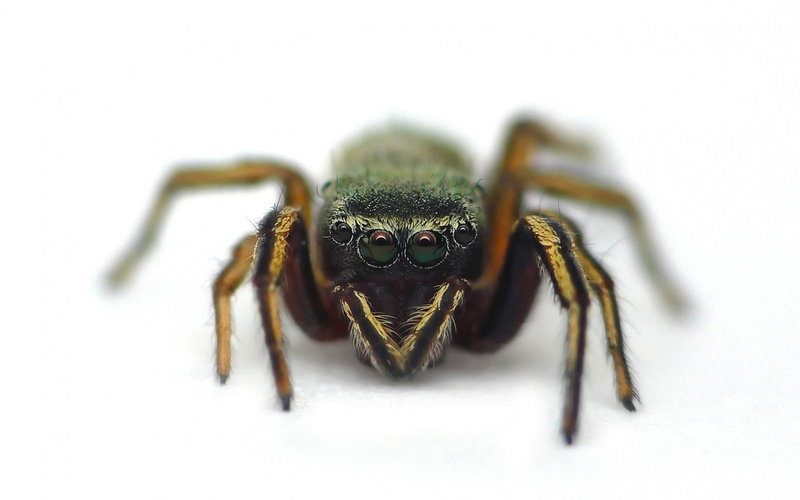 animal, poisonous, backgrounds, phobia, eye, studio shot, spooky, eyes, animal Leg, one animal, nature, no people, white background, animal body part, wildlife