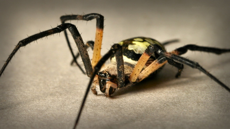 1080P, colorful, invertebrate, yellow, spider Web, insect, animals And Pets, animal Leg, no people, insects, horror, wildlife, foot, arthropod, nature