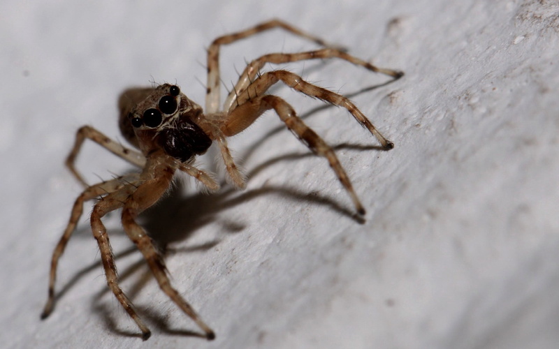 arachnid, outdoors, small, feet, no people, poisonous, wildlife, arthropod, climb, one animal, animal body part, animal, animals In The Wild, spooky, animal themes