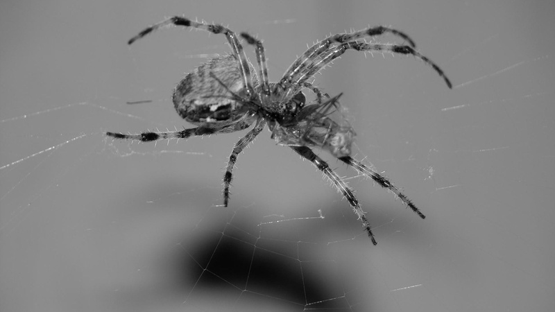 spooky, one animal, horror, nature, zoology, focus on foreground, outdoors, animal wildlife, spider, fear, wildlife, grey, animal themes, arthropod, black