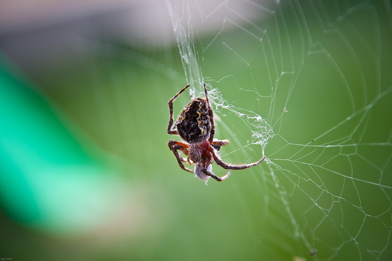 carnivore, phobia, spider, horror, outdoors, backgrounds, focus on foreground, arthropod, day, garden, no people, animal, arachnid, complexity, selective focus