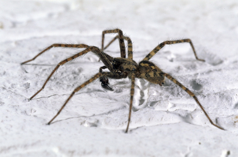 no people, arthropod, wildlife, arachnid, poisonous, brown, animal Leg, black, horror, phobia, invertebrate, animal wildlife, animal, foot, pider, one animal