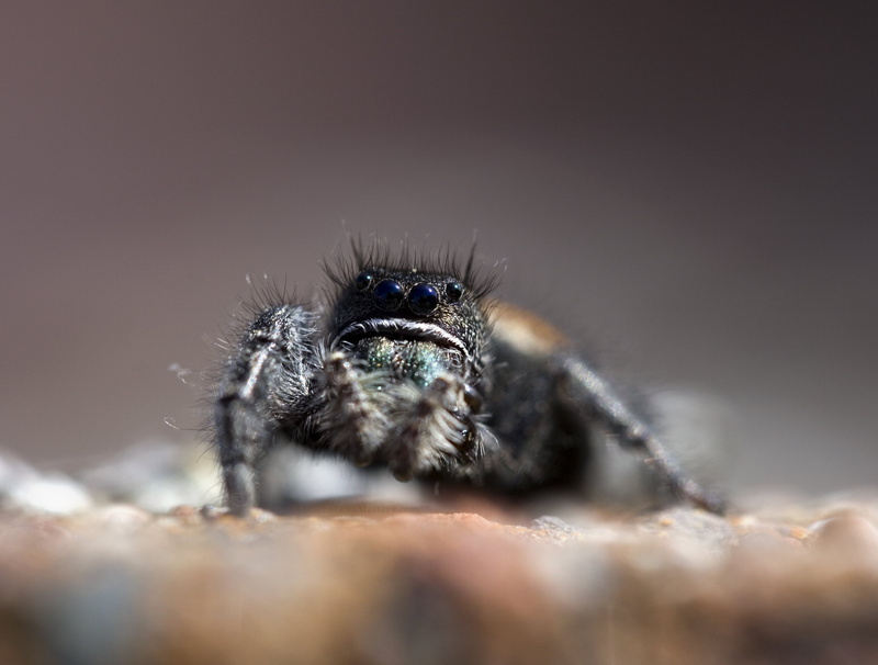 one animal, zoology, horror, hairy, animal wildlife, animal Hair, spider Web, body part, legs, animal body part, large, macro, carnivore, spider, nature