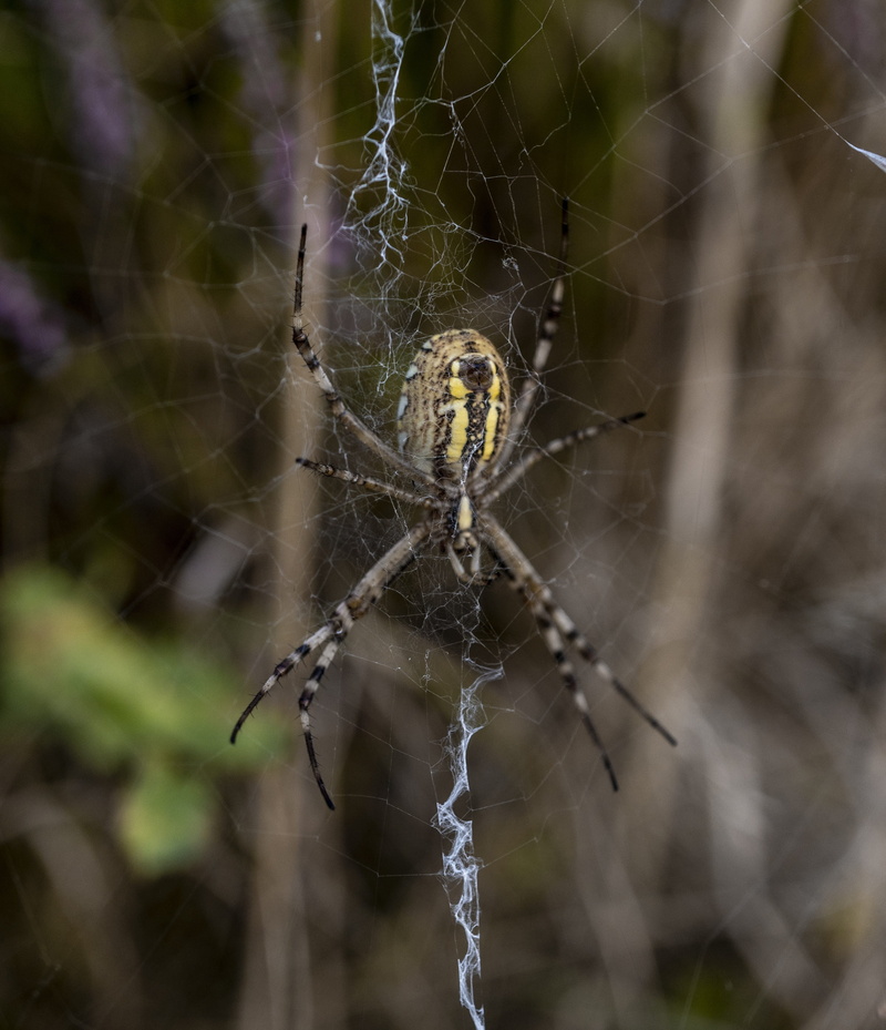 complexity, animal wildlife, cobweb, cobwebs, arachnid, fragility, 4K, focus on foreground, animals, phobia, animal, web, day, close up, animal leg, spider web