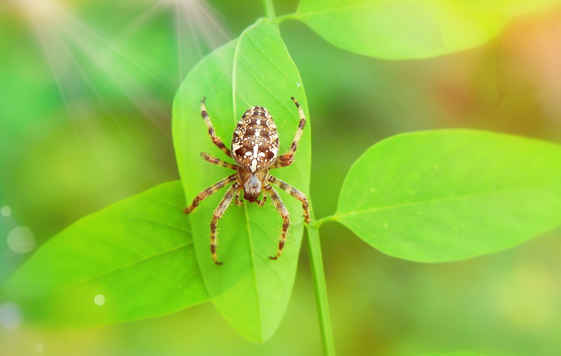 female, beautiful, invertebrate, hairy, animals in the wild, plant, insect, arachnid, selective focus, beauty in nature, no people, arthropod, green color