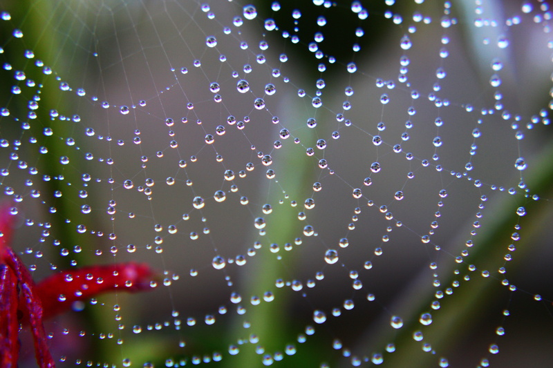 natuur, web, rainy season, rain, nature, drip, selective focus, fobie, backgrounds, dewdrop, purity, water drops, wet, drops, freshness, phobia, outdoors