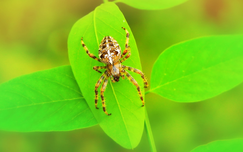 beautiful, plant, animal, crusader garden, animals in the wild, day, lawn, invertebrate, one animal, closeup, alive, phobia, the environment, 2K, animal wildlife