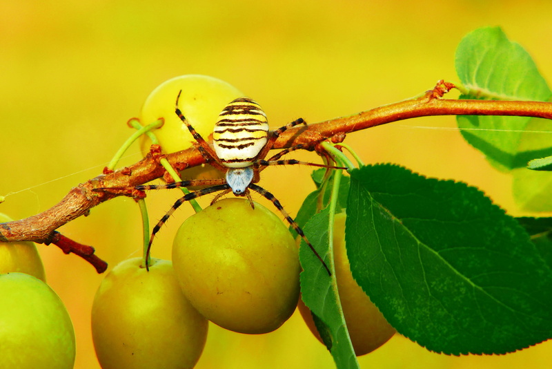 insect, animal, close-up, food and drink, focus on foreground, closeup, animal wildlife, one animal, at the court of, the stem, beautiful, invertebrates