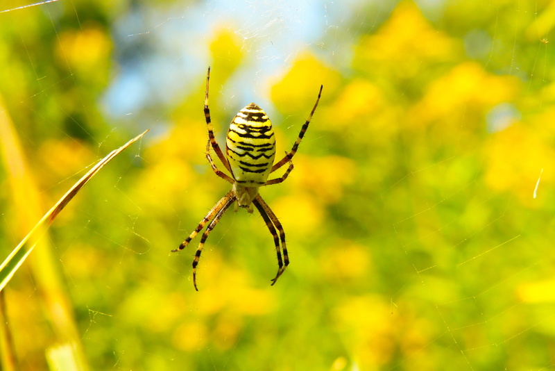 biology, spider web, one animal, animal themes, cobweb, creepy, color, 4K, green color, aggressive, animals, alive, insect, tygrzyk paskowany, beauty in nature