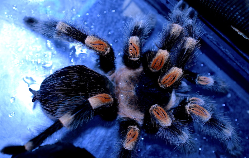 selective focus, spider legs, arachnid, nature, tarantula, no people, invertebrate, animal themes, bird spider legs, redknee bird-spider, outdoors, close-up