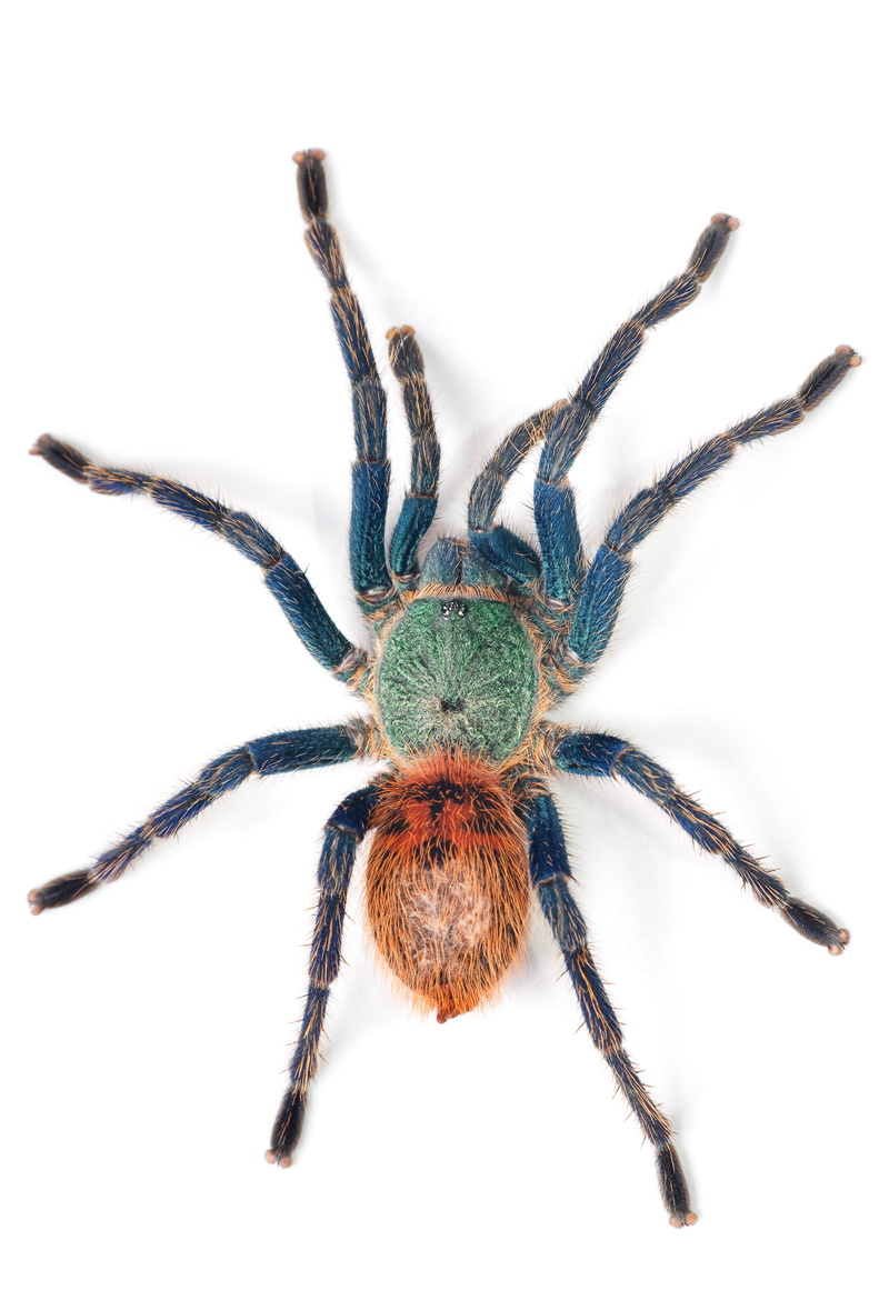 invertebrate, bug, white background, animals in the wild, crawling, creepy, indoors, animal, studio, animal themes, big, no people, spider, macro, white