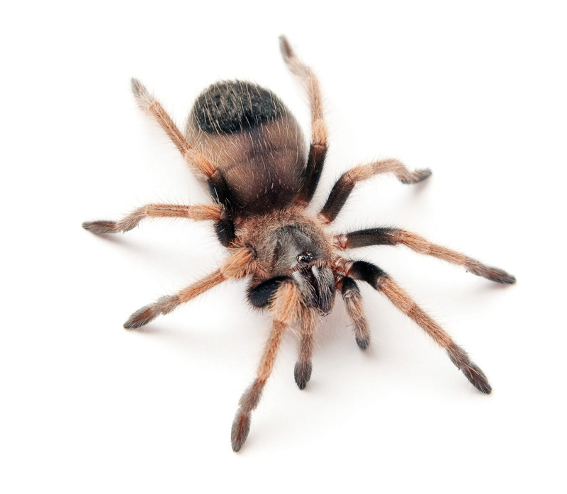 scary, wild, indoors, 1080P, cut out, arachnid, dangerous, studio shot, nature, arthropod, animals in the wild, predator, animal eye, phobia, toxic, unusual