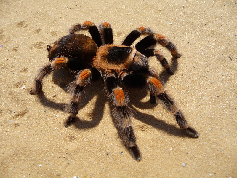 large, insect, outdoors, one animal, Tarantula, day, Spider, nature, arthropod, animal themes, 2K, high angle view, brown, red-knee, animal eye, Mexican