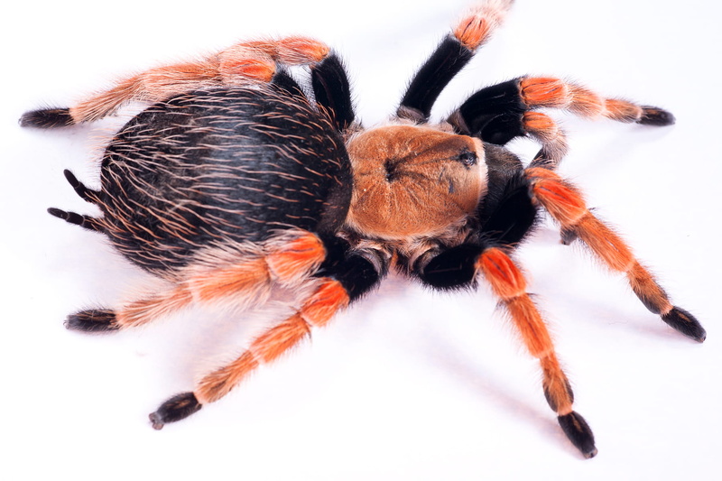unusual, detail, animal hair, hairy, photo, background, one animal, animal eye, big, natural, albopilosum, isolated, studio shot, tarantula, bug, arachnida