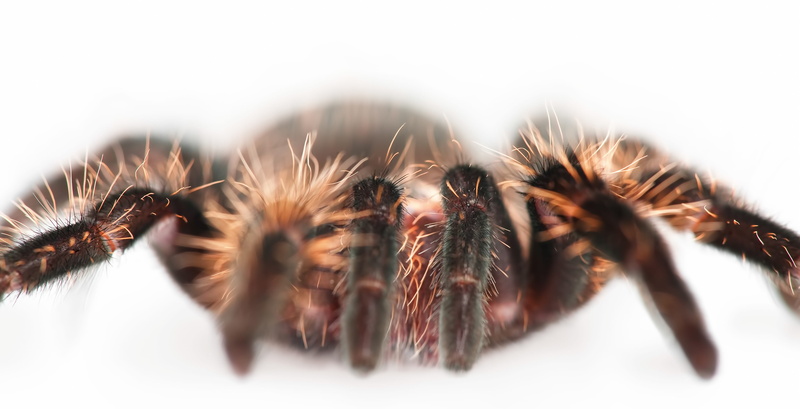 bug, white, tarantula, insect, sign, animal themes, invertebrate, one, unusual, one animal, animal wildlife, no people, dangerous, up, exotic, studio, phobia