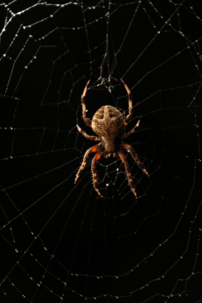Web, animals in the wild, wildlife, Bug, spooky, insect, spider, animal wildlife, invertebrate, survival, Spider, Spider, 5K, nature, vulnerability, web