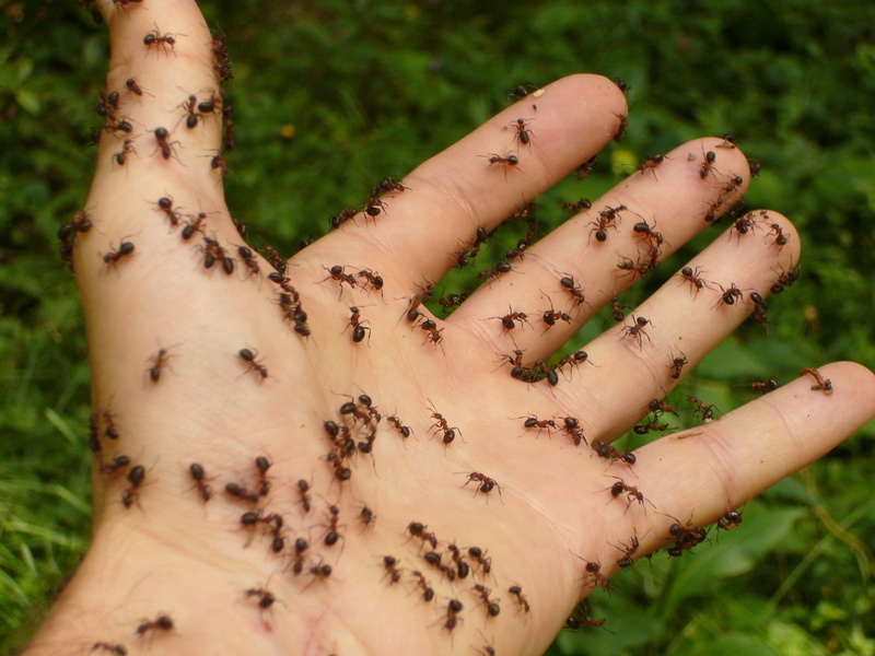 Hand, s, fire, plant, animal wildlife, animal, panic, green Color, outdoors, horror, day, spooky, Disgust, creepy, animal themes, focus on foreground, nature