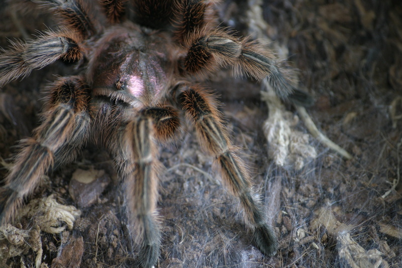 day, animals in the wild, one animal, land, animals, macro, spider, insect, animal, 2K, hairy, outdoors, brown, nature, animal themes, invertebrate, tarantula