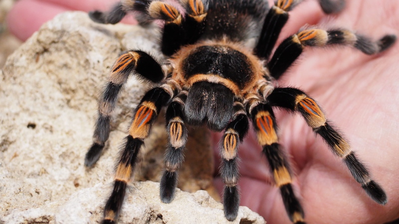invertebrate, human body part, Tarantula, black, body part, Hairy, day, defocused, one animal, animals in the wild, animal body part, panoramic, indoors