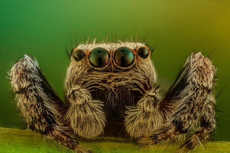 one animal, animal, photography, insect, wild, gray, arthropod, eye, jumper, jumping spider, animal head, animal eye, green color, looking at camera, animal themes