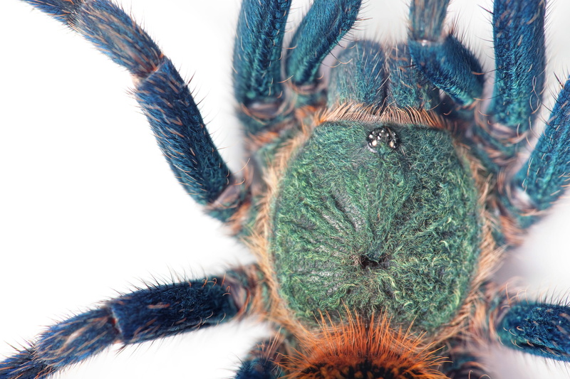 large, outdoors, white, pattern, crawling, cutout, day, nature, growth, selective focus, beauty in nature, tarantula, softness, cactus, 2K, close-up, single