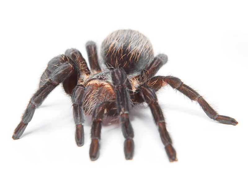 insect, animal body part, cutout, animal, fear, indoors, tarantula, 2K, invertebrate, single, cut out, animal hair, big, close-up, animals in the wild