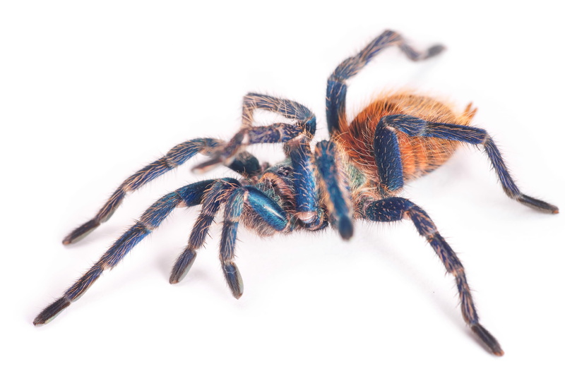 bug, isolated, large, tarantula, beautiful, single, animal wildlife, arachnid, 2K, cutout, spider, studio, close-up, invertebrate, poisonous, macro, cut out