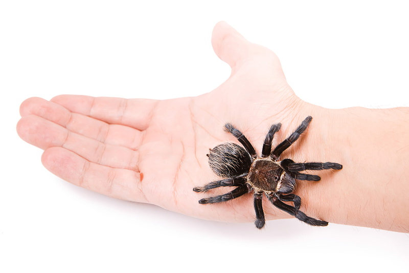 big, hand, tarantula, holding, cutout, bug, human body part, studio shot, one animal, creepy, poisonous, insect, finger, arachnid, animal wildlife, arthropod