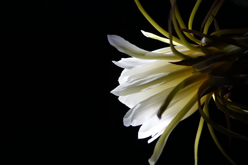 no people, black Background, vulnerability, sepal, serenity, freshness, flowers, inflorescence, fragility, copy space, 5K, White, growth, single Flower