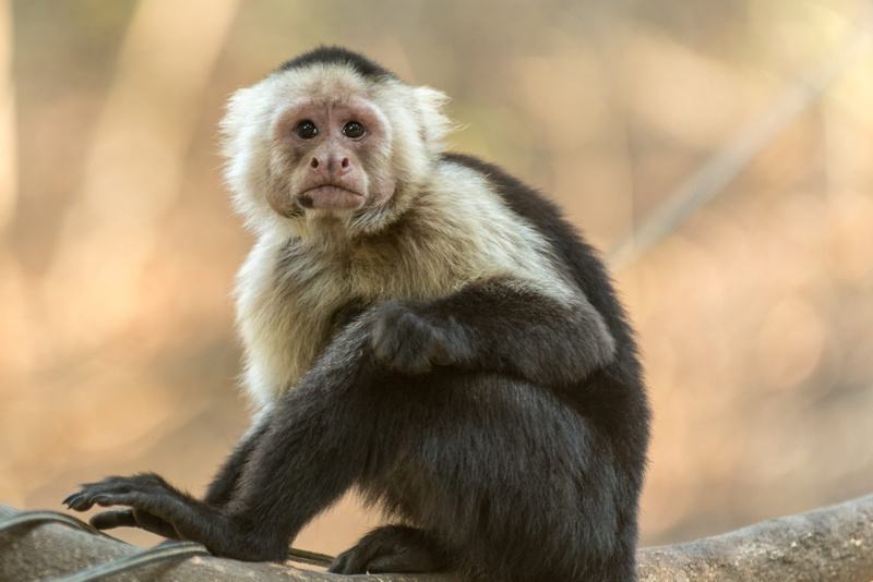 wood, focus on foreground, animal wildlife, portrait, young, cute, wild, baboon, people, primate, sitting, animal, one animal, black, daylight, outdoors