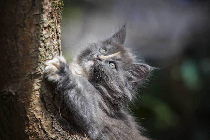 pet, cat, domestic cat, whiskers, vertebrate, close-up, one animal, people, cat face, kitten, aeroplane, pets, feline, domestic animals, royalty  images