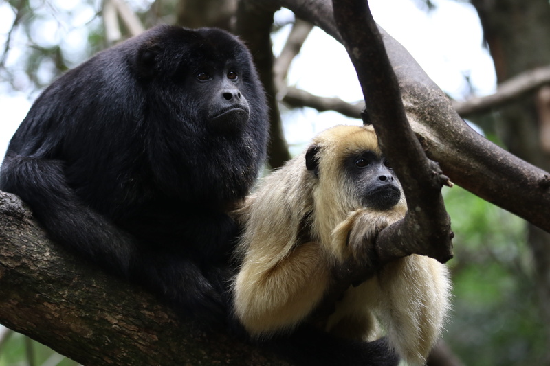 young, animals, 5K, animal themes, rainforest, forest, outdoors, adorable, animal, no people, tree, photo, hair, monkey, jungle, zoo, plant, two animals
