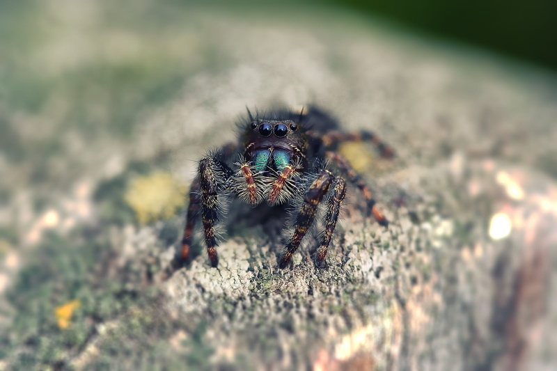 field, creepy, scary, one animal, arachnid, macro, jumping spider, selective focus, day, hairy, invertebrate, animal eye, poison, animal, little, eye, jumping