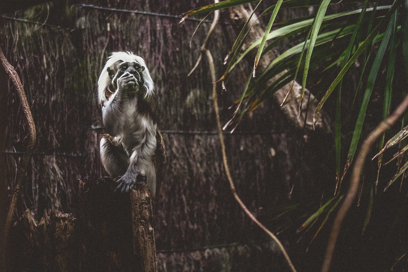 environment, front, wild, animals in the wild, animal, vertebrate, white tiger, eating, branch, brown, focus on foreground, nature, young, standing, animal wildlife