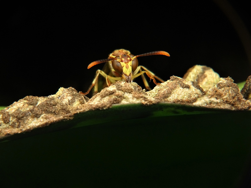 scary, animal, wood, insects, outdoors, camouflage, nest, studio shot, 4K, leaf, animal themes, garden, insect, fly, animal leg, environment, poison, entomologist
