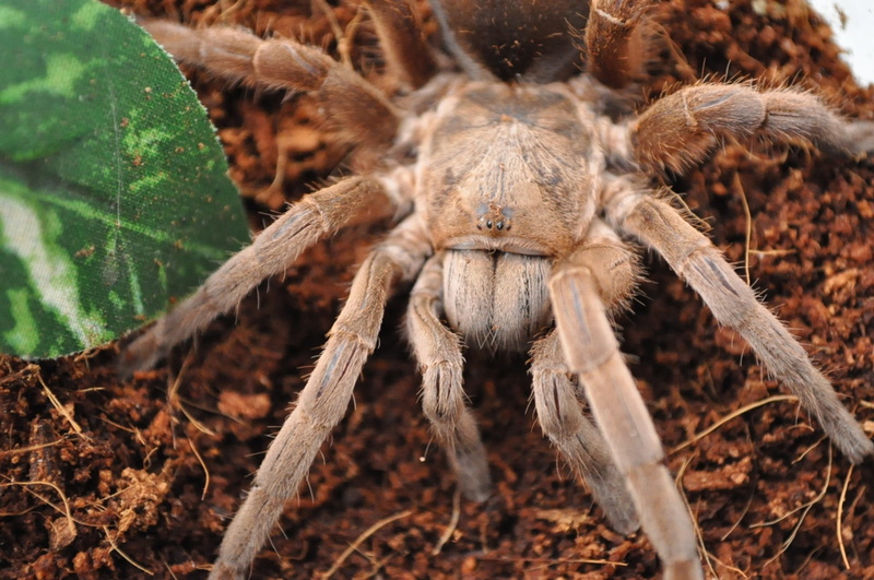 focus on foreground, organism, animal, arachnophobia, spooky, animal wildlife, poisonous, venom, animal themes, phobia, crawly, day, terrified, Tarantula