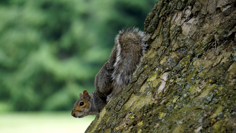 face, nature, autumn, daylight, mammal, rodent, 5K, plant, little, one animal, outdoors, portrait, tree bark, focus on foreground, grey, brown, animal wildlife