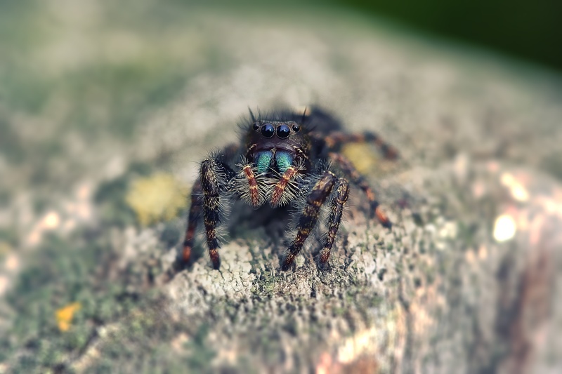 macro, animals in the wild, wildlife, jumping spider, poison, one animal, little spider, animal wildlife, arthropod, land, close, small, 2K, green, zoology