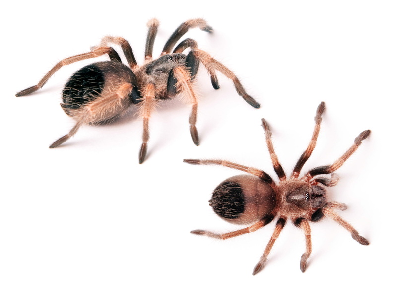 background, spider, no people, one animal, one, isolated, wild, creepy, scary, macro, nature, toxic, animal, danger, animal themes, closeup, arthropod