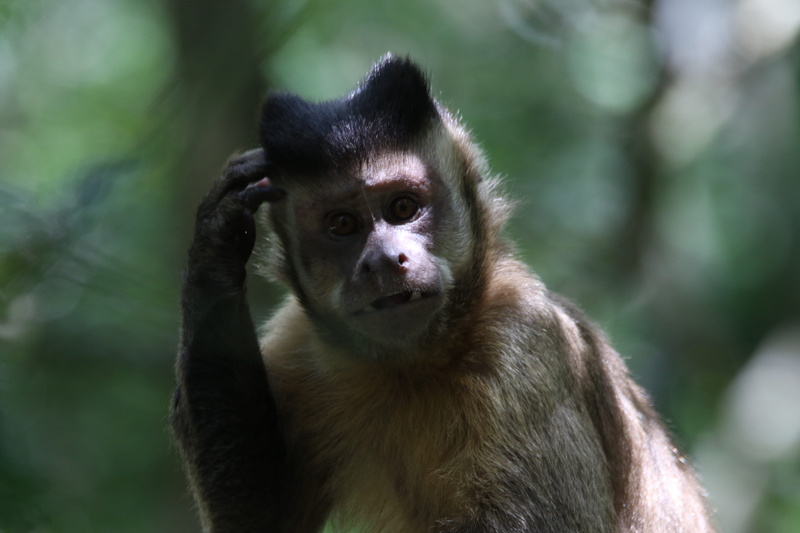 think, focus on foreground, one animal, young, primate, nature, cute, portrait, funny, fur, mammal, 5K, furry, ape, tree, brown, trees, jungle, wood, wildlife