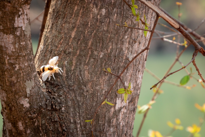 park, plant, daylight, no people, top, tree bark, animal, insect, nature, invertebrate, wild, 5K, wildlife, selective focus, little, animal wildlife, trunk