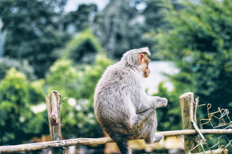 sit, day, animal themes, brown, portrait, animal wildlife, animal photography, plant, outdoors, primate, park, one animal, tree, wildlife, animal, fence