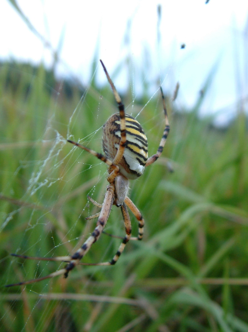 day, Insect, pest, arthropod, spider web, fragility, biology, horror, animal leg, poison, cobweb, Danger, organism, scare, animal body part, natural, nature