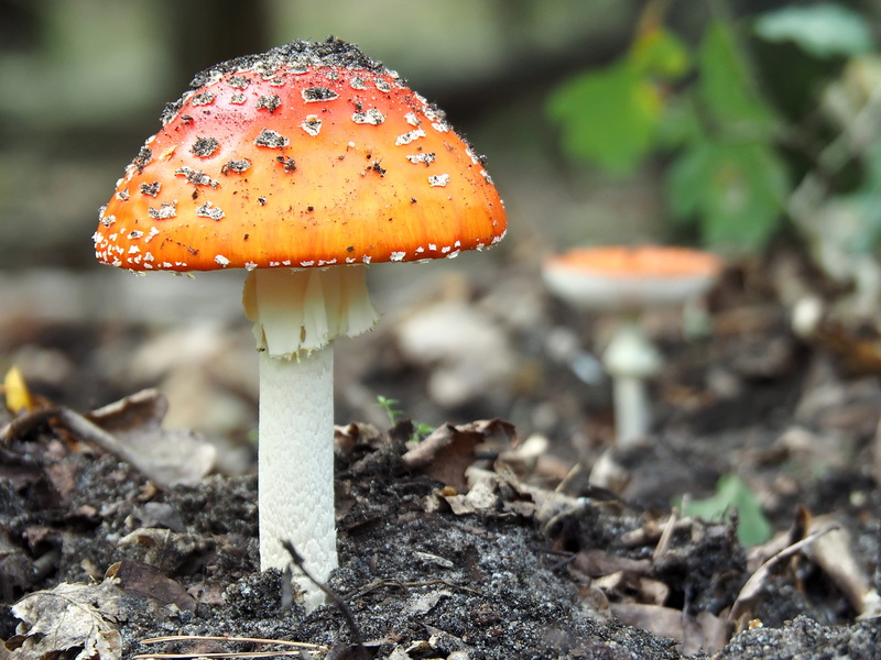 spider, weasel, field, outdoors, insect, ground, amanita, no people, wildlife, toadstool, mushroom, food, plant, red, tarantula, animal, nature, snake