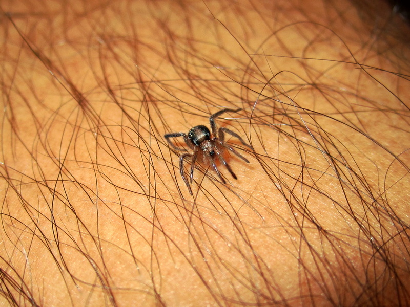 predator, animals in the wild, Danger, real people, protection, Tick, human hair, human skin, Bug, human hand, arachnid, invertebrate, brown, venom, insect
