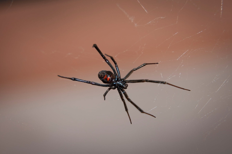 venom, no people, black widow spider, animal themes, animal, spinning, web, widow, animals in the wild, survival, black, closeup, arthropod, 1080P, zoology