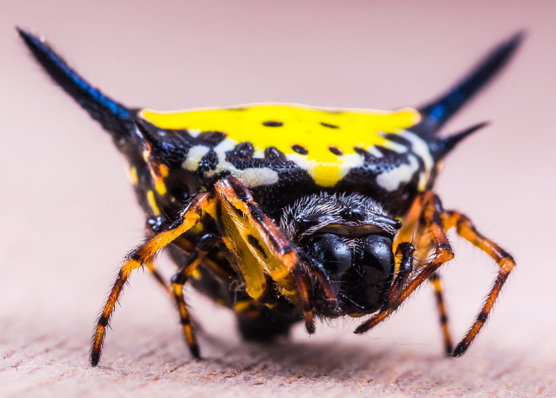 no people, arachnid, sand, one Animal, Yellow Spider, insect, yellow, bug, spider, animals in the wild, studio shot, photo, animal body part, wildlife