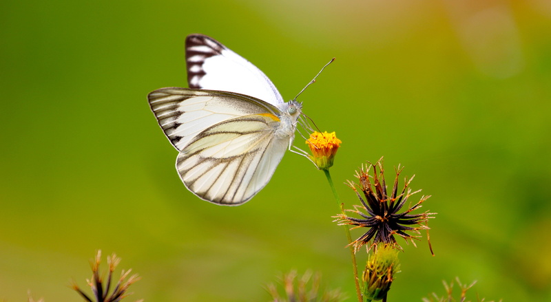 macro, animal wing, wing, insect, one animal, animal wildlife, biology, nature, summer, fly, antenna, animal, perched, butterfly, focus, fragility, beauty in nature